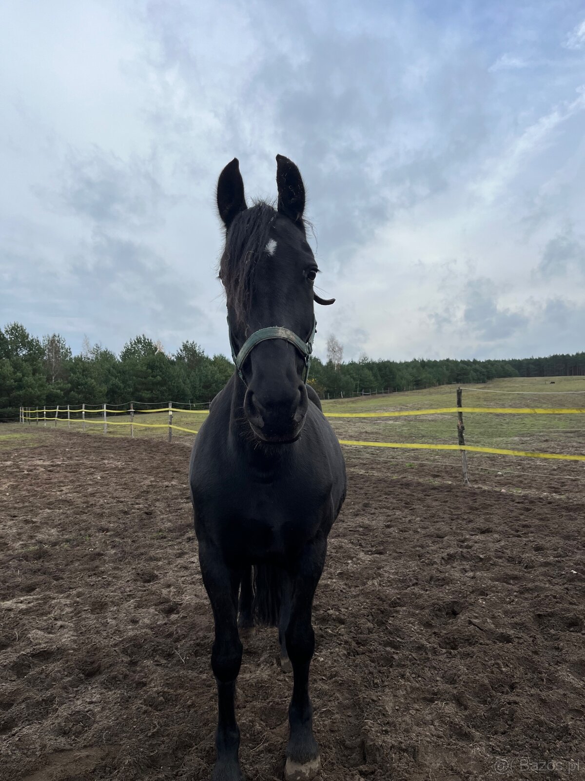 Klacz 3/4 Fryza Kalipso - 4