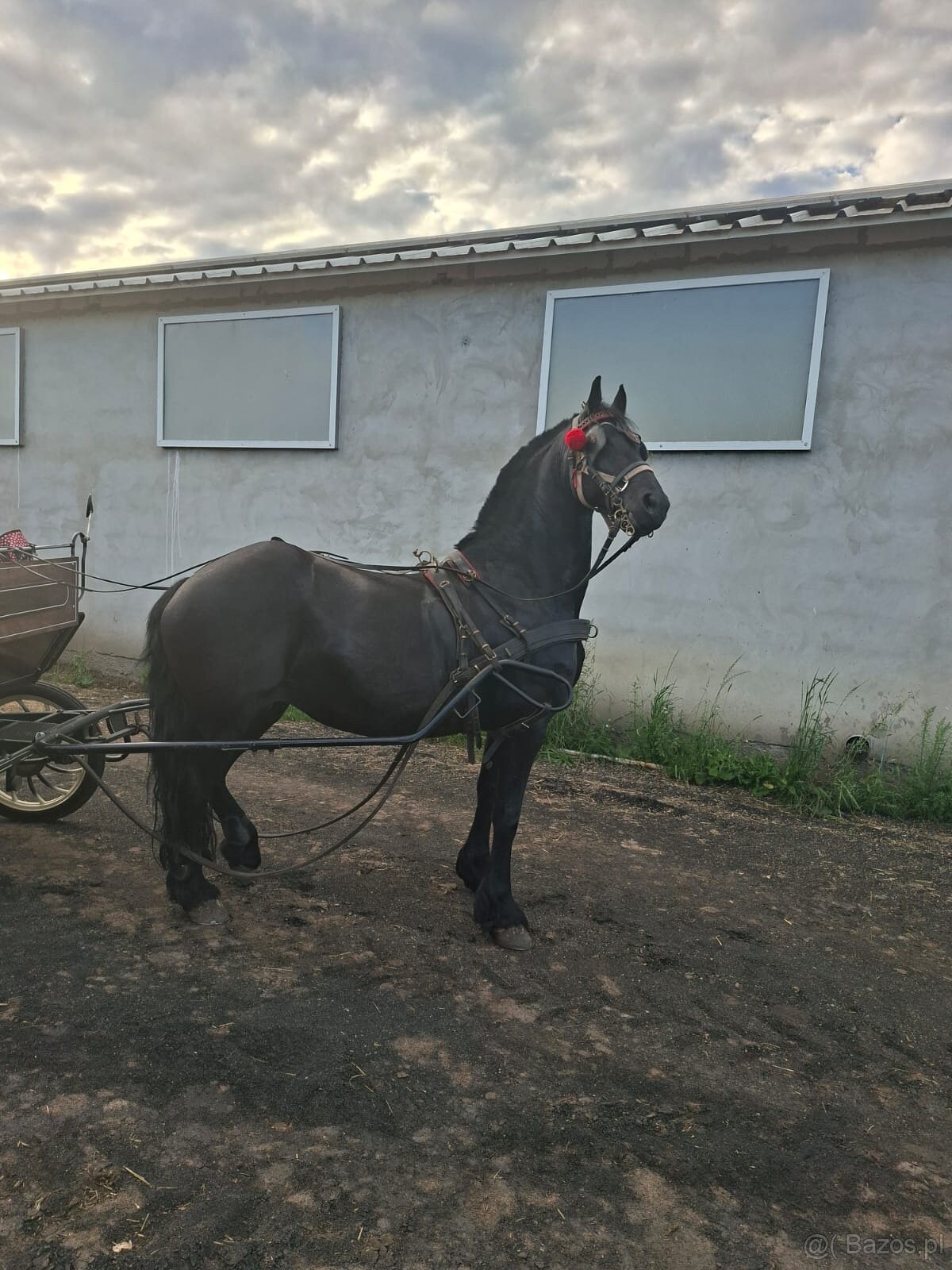 Klacz Fryzyjska Ylena - 4