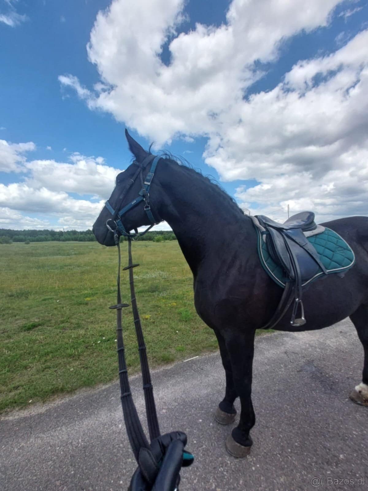 Polski Koń Sportowy Klacz Frezja - 4
