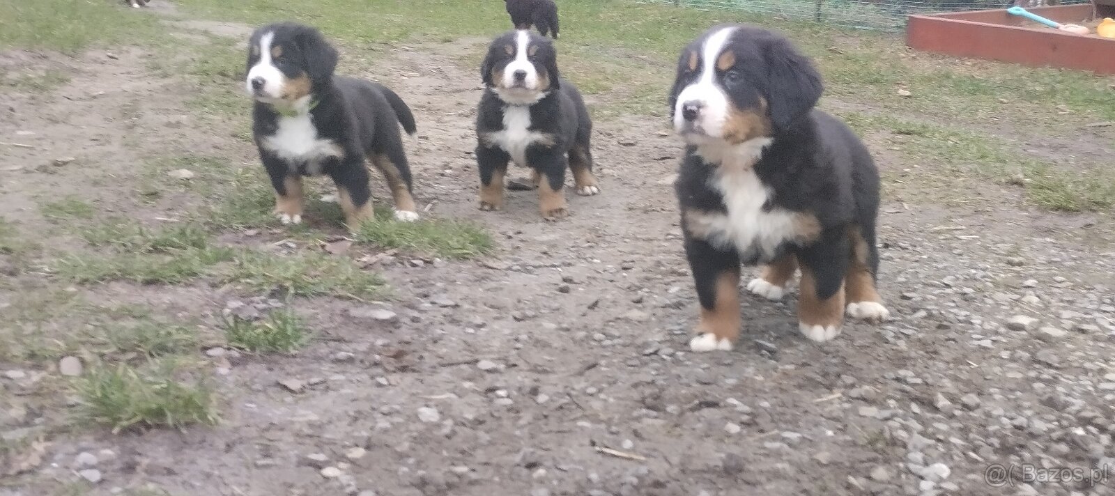 Berneńskie Psy Pasterskie - 4