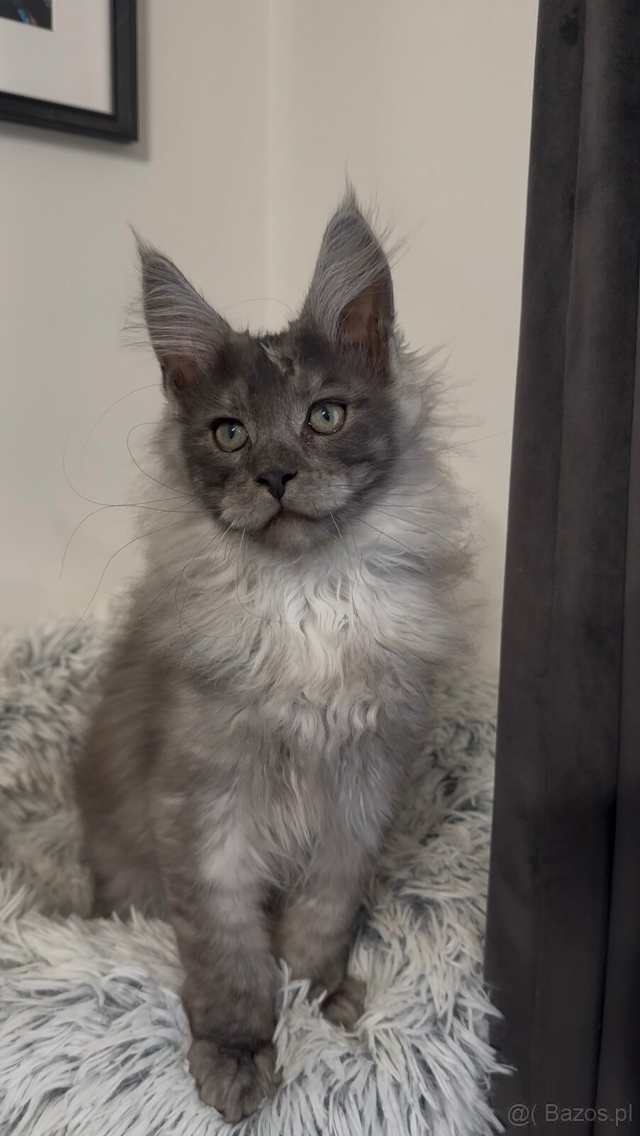 Maine Coon kocurki na sprzedaż - 4