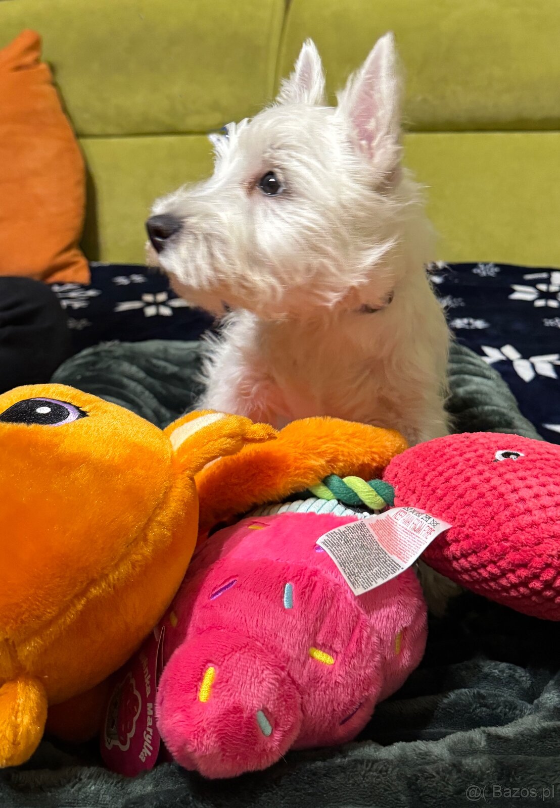 West Highland White terrier - 4