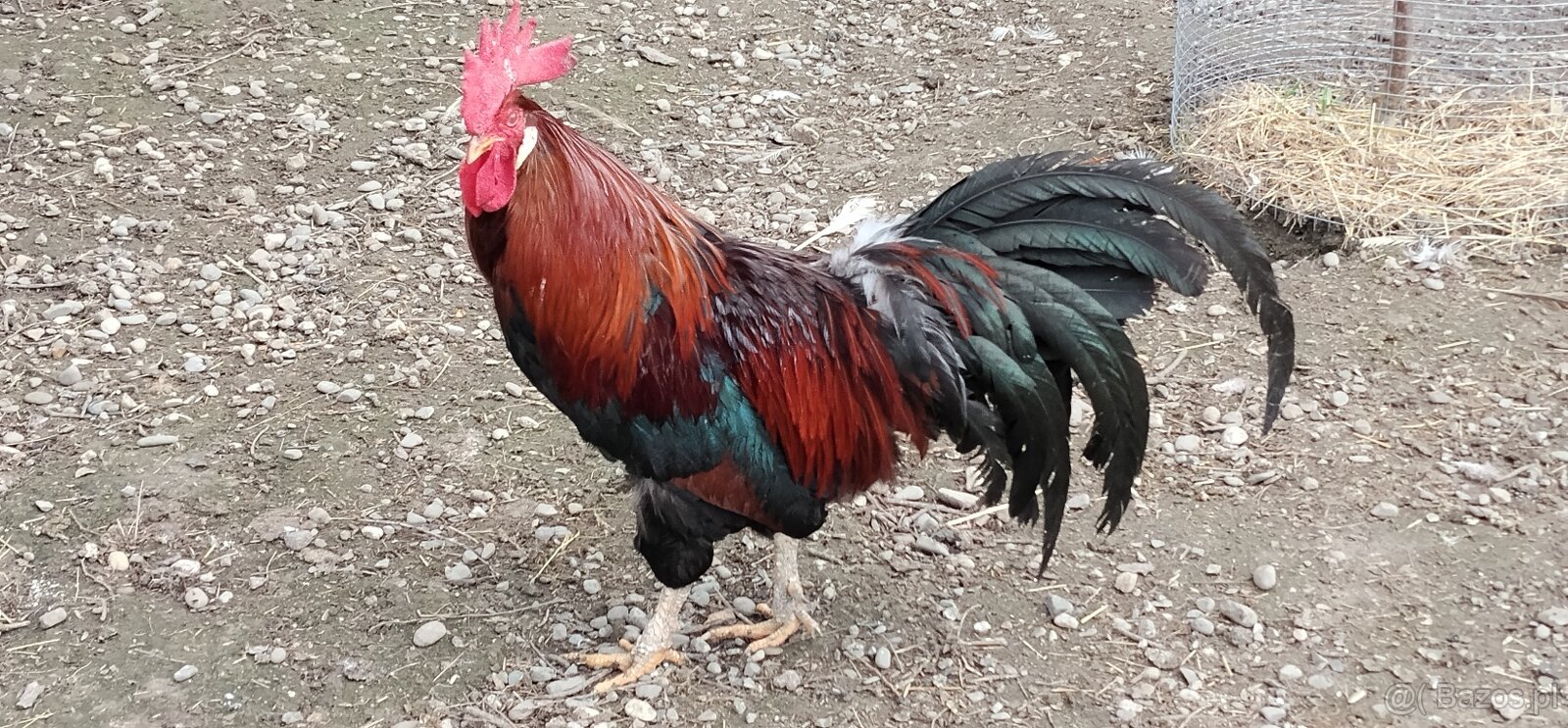 Koguty włoszki, legbary 25r. - 4