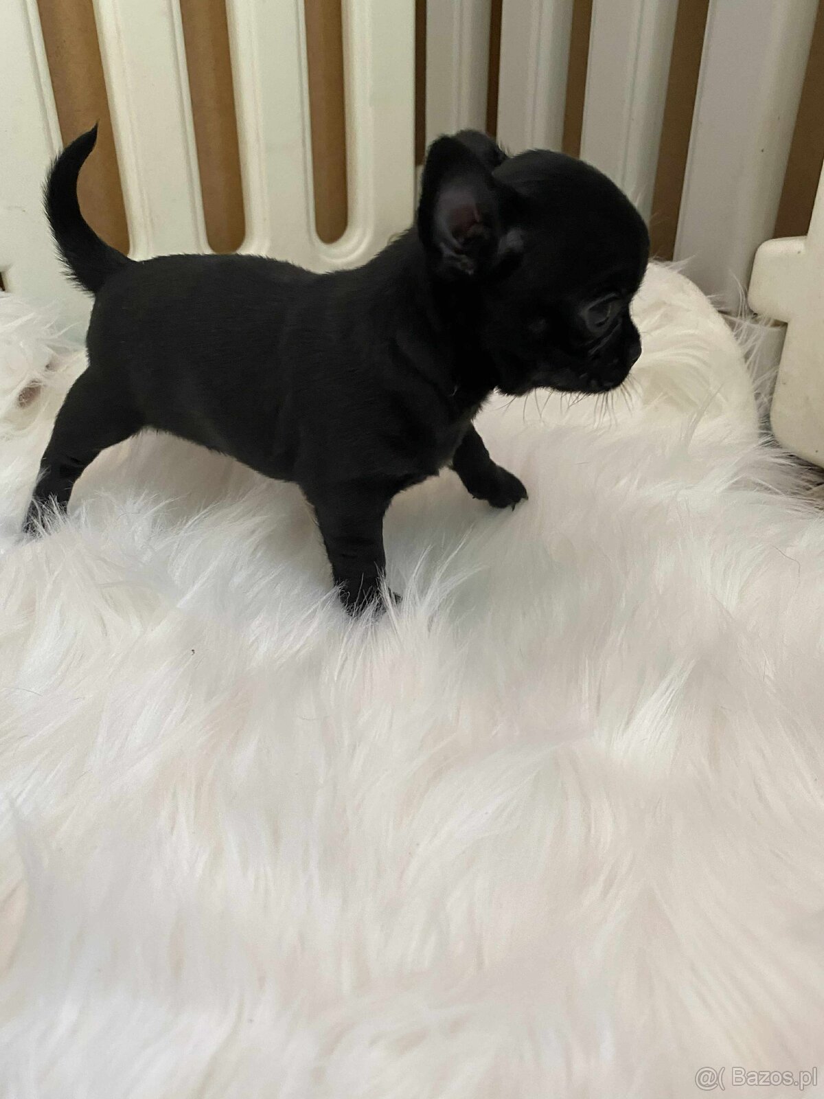 CHIHUAHUA ŚLICZNA CZARNA SUNIA MAMBA - 4