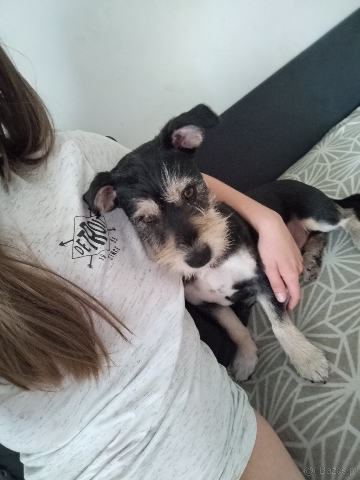 Zenio PILNIE szuka nowego domu - 4