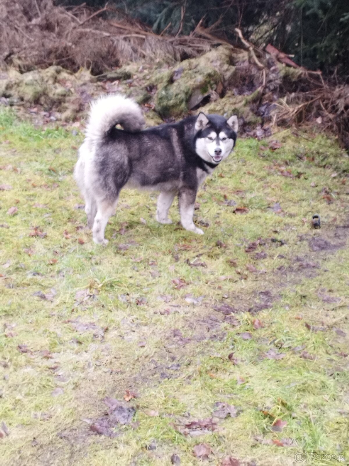 Alaskian Malamut - 4