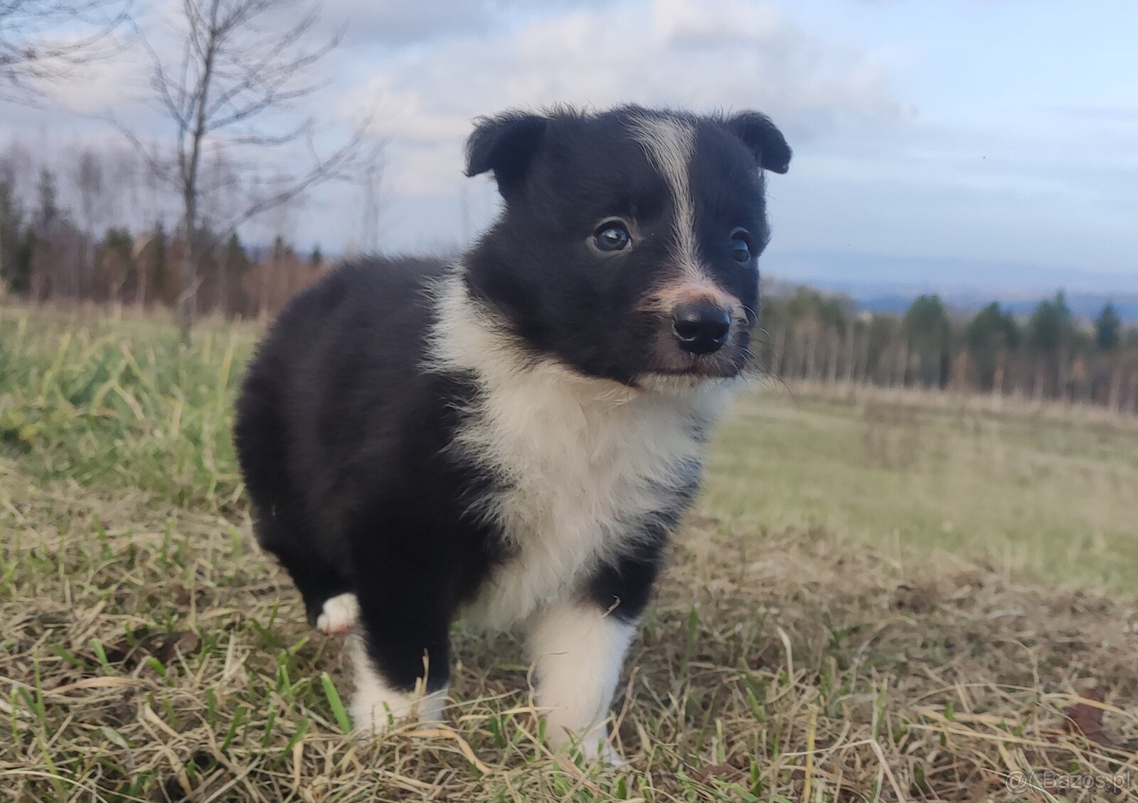 Piękna Rasowa Suczka Border Collie, szczenię z pełną dok. - 4