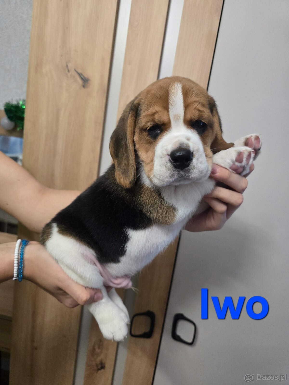 Szczenięta rasy Beagle Tricolor - 4