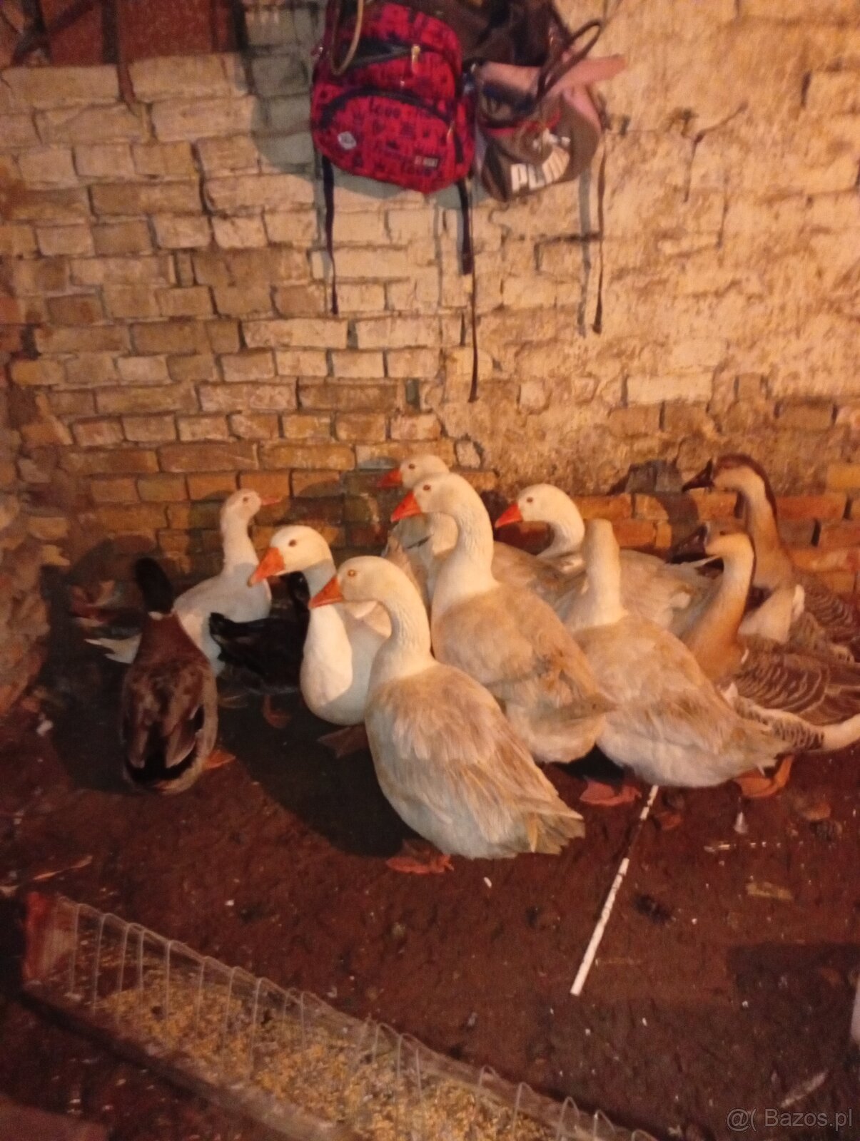 Sprzedam gęsi oraz kaczki - 4