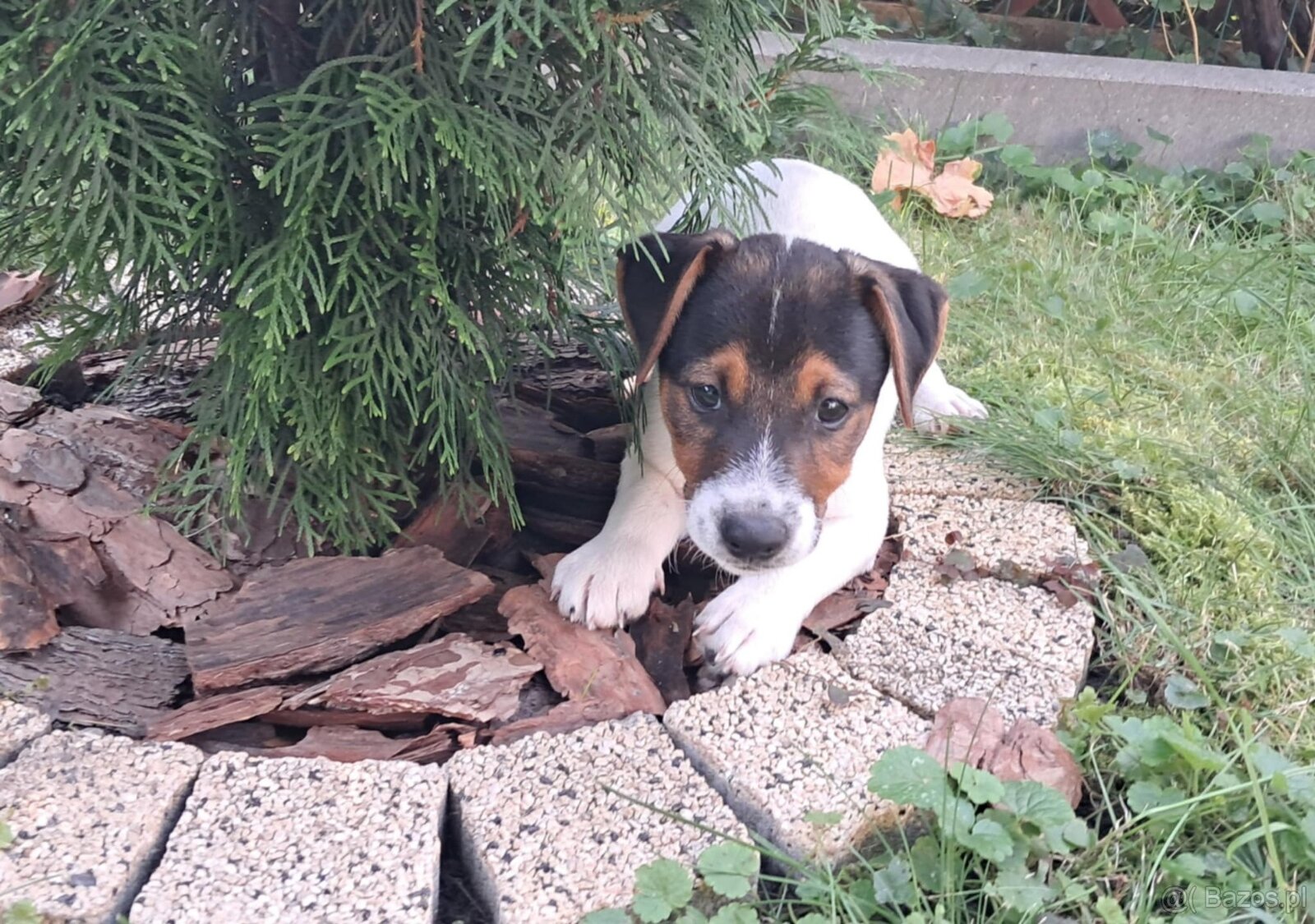 Jack Russell Terrier - 4