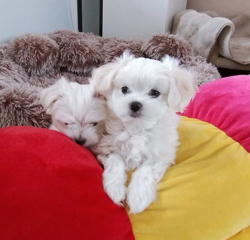 Maltańczyk szczenię boy - 4