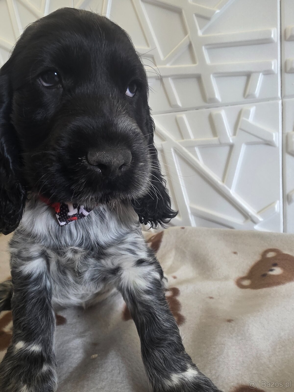 Cocker spaniel angielski - 4