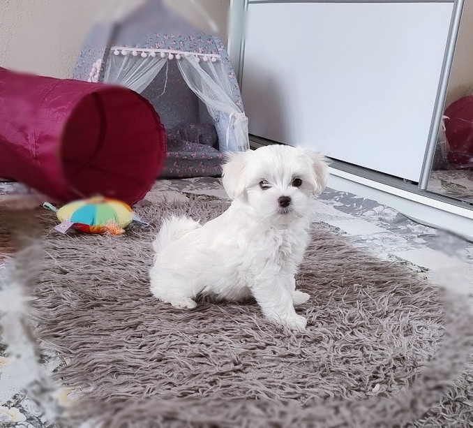 Maltańczyk suczka szczenię - 4