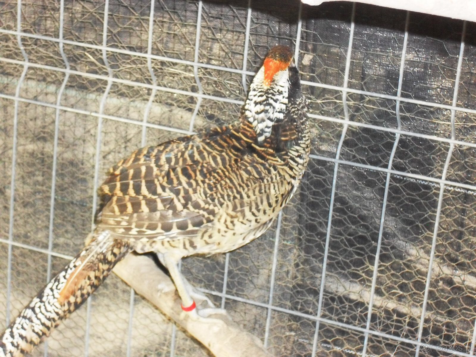 sprzedam młode bażanty - 4