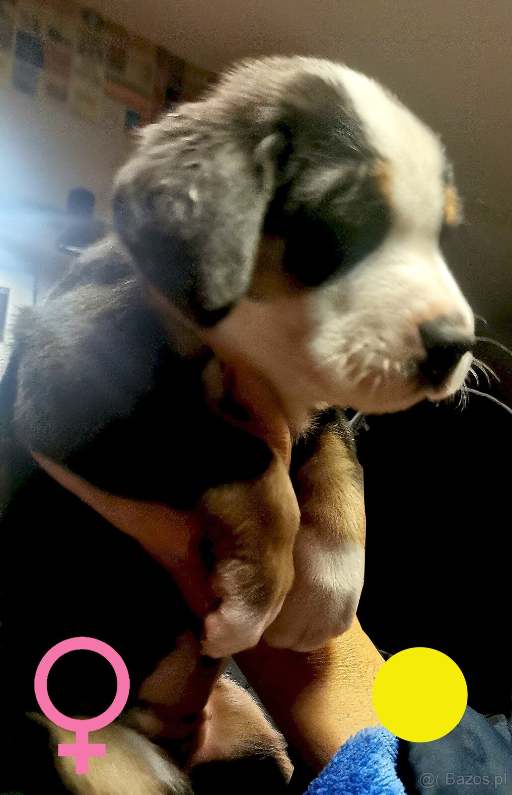 Duży Szwajcarski Pies Pasterski - 4