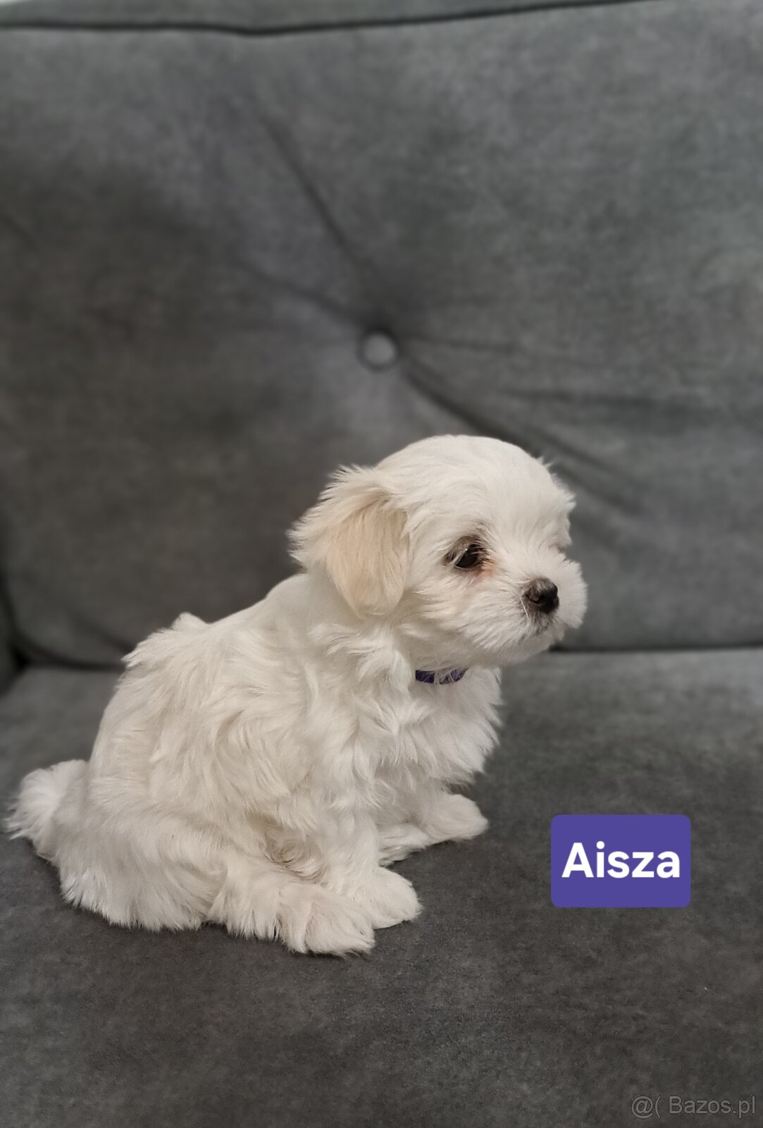 Maltańczyki suczki - 4