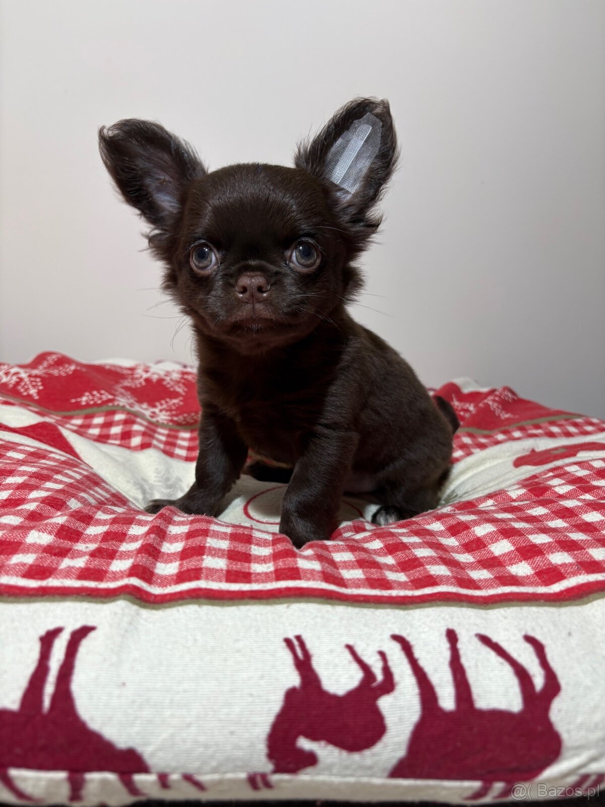 Chihuahua długowłosy czekoladowy - 4