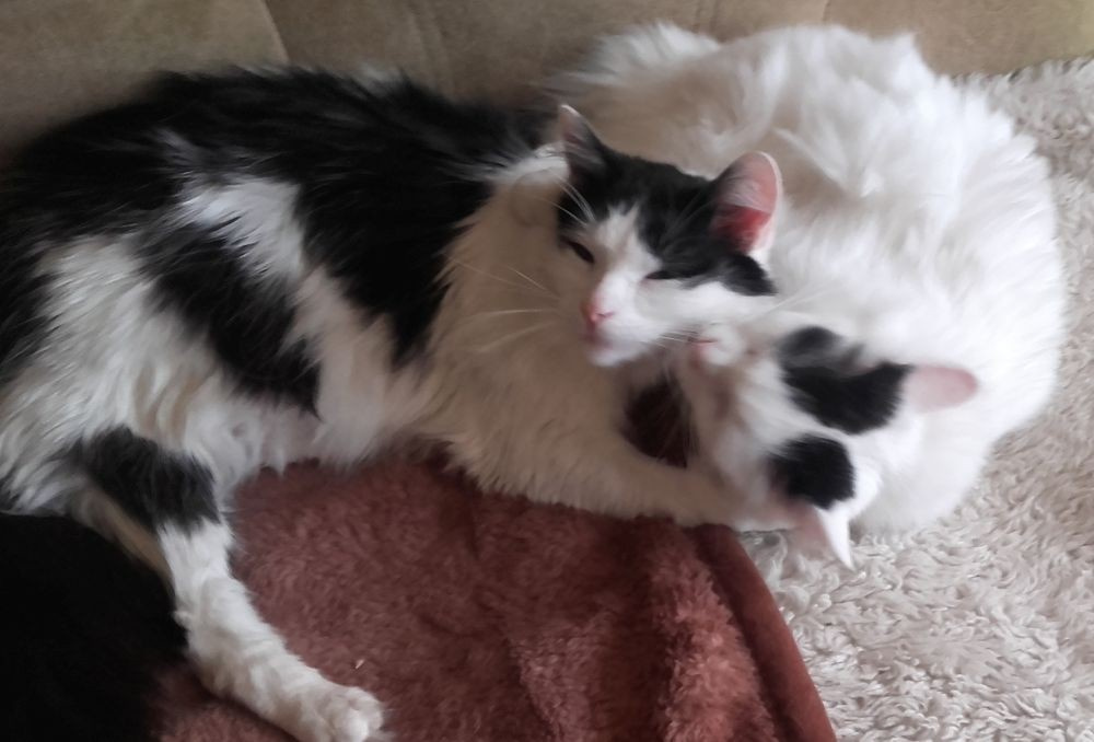 Kociaki z dłuższym futerkiem 10 mies. - 4