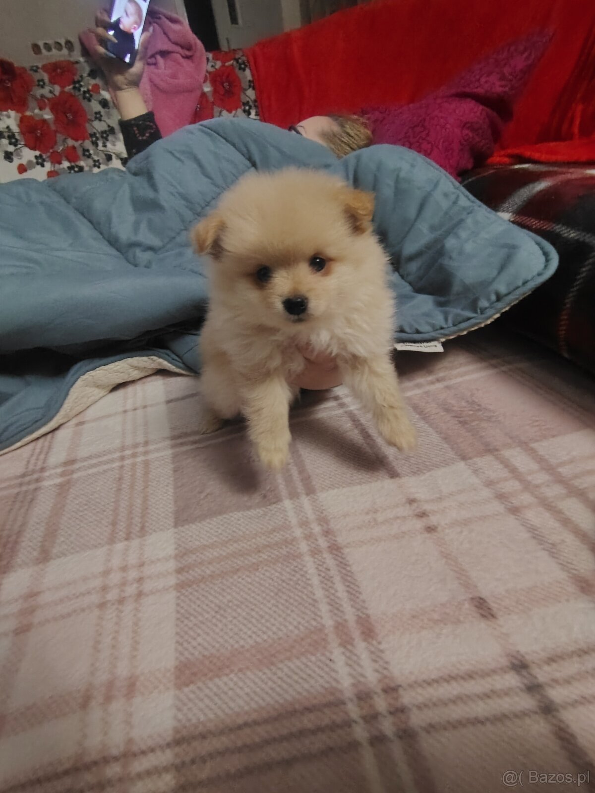 Sprzedam piesków rasy szpic - 4