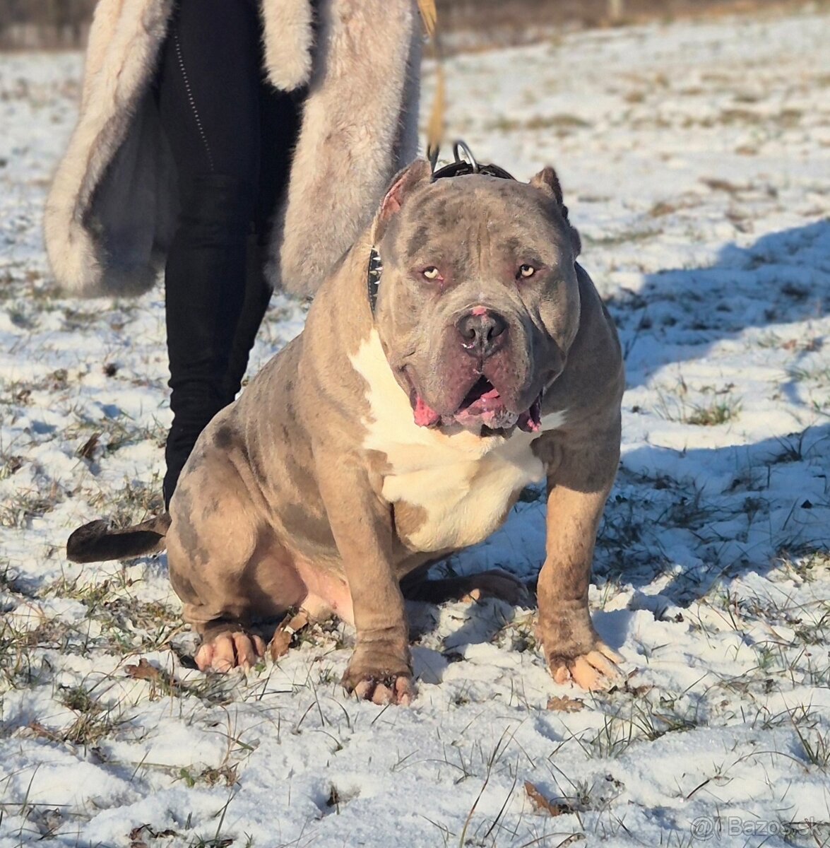 AMERICAN BULLY XXL - 4