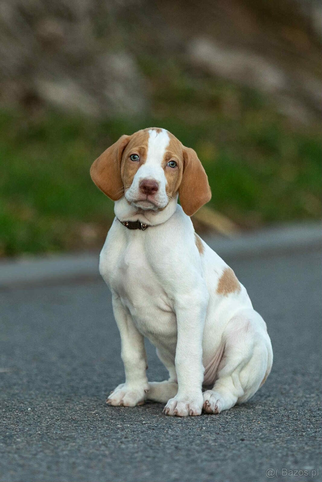 Braque saint-germain - 4