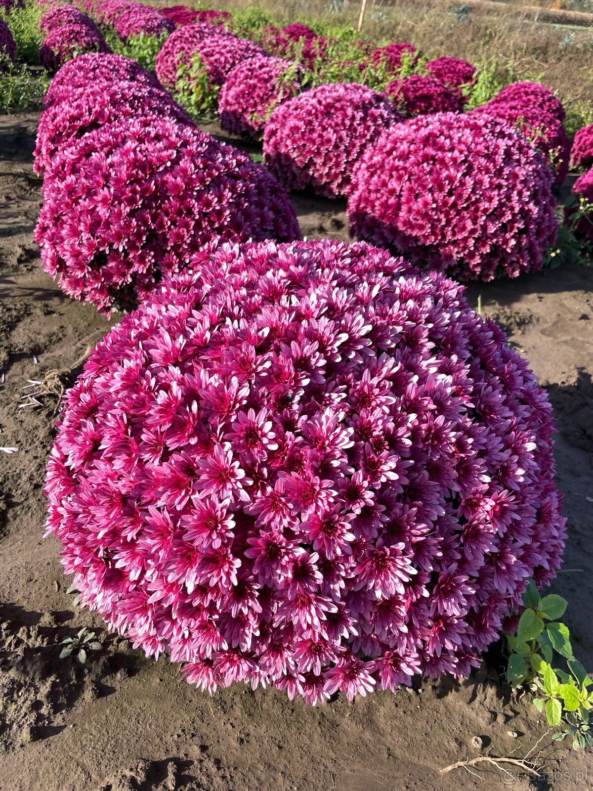 Sprzedam chryzantemy - 4