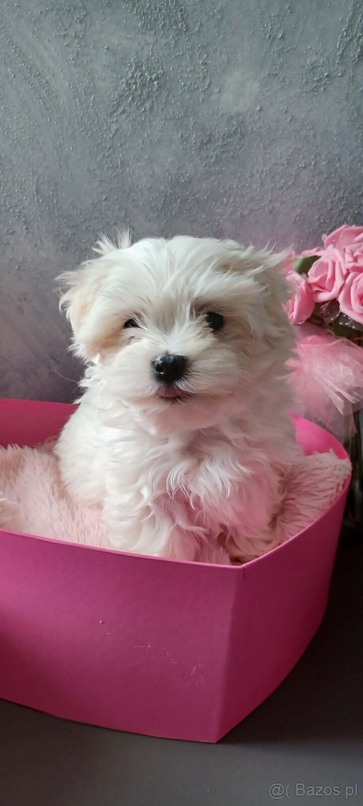 Maltańczyk Royal Maltese - 4