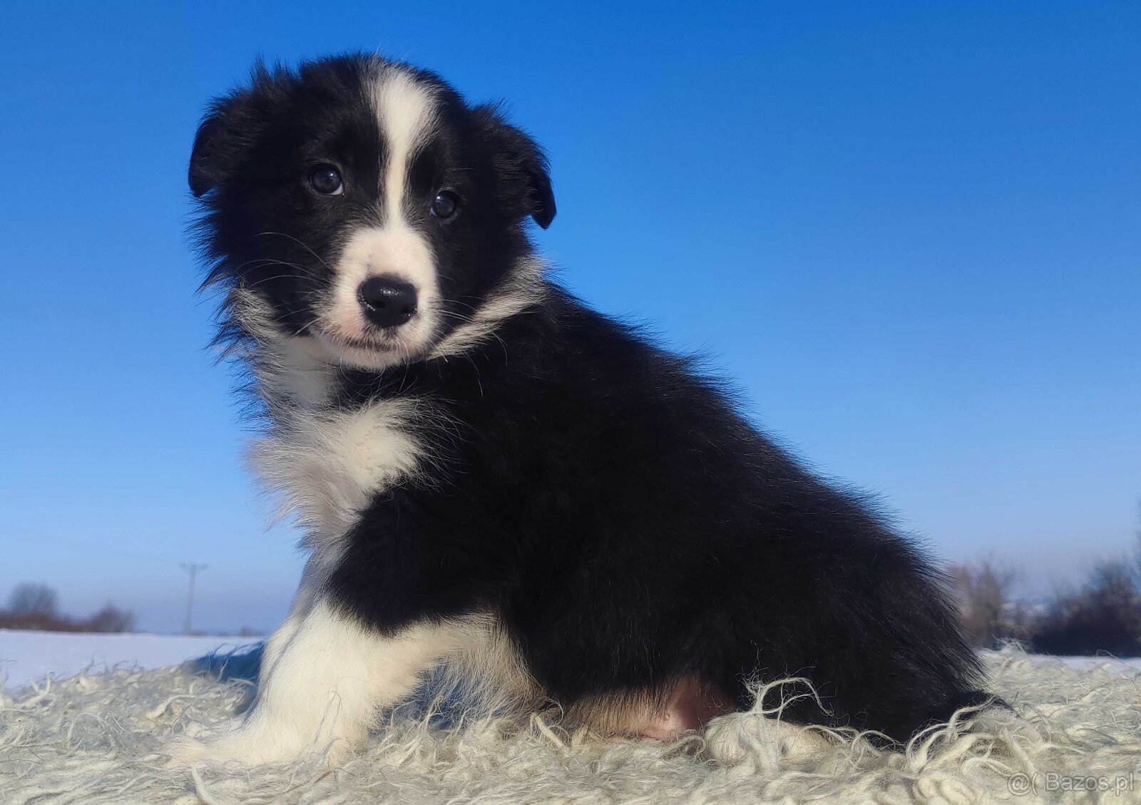 Rasowy BORDER COLLIE z prof. Hodowli, Pies z pełną dok. - 4