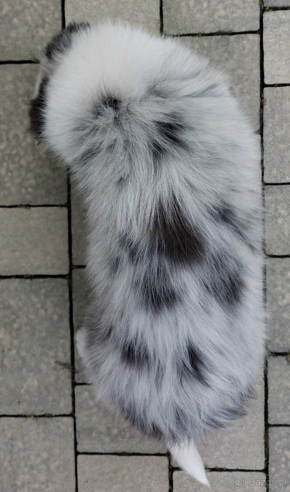 Rasowy pies bluemerle Border Collie z pełną dok. przebadani - 4