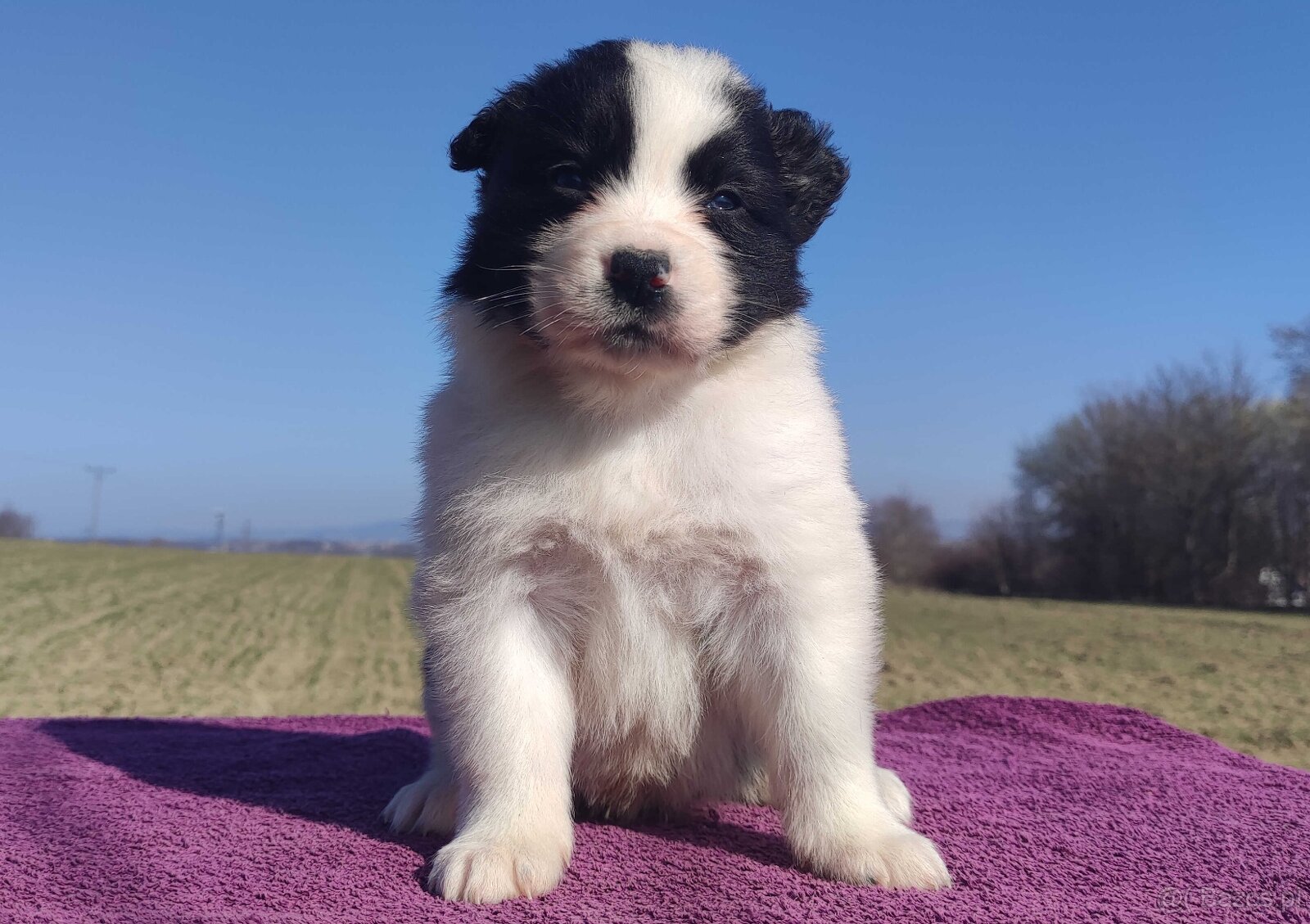 Rasowy Pies Border Collie - TONY z pełną dok. z hodowli do r - 4
