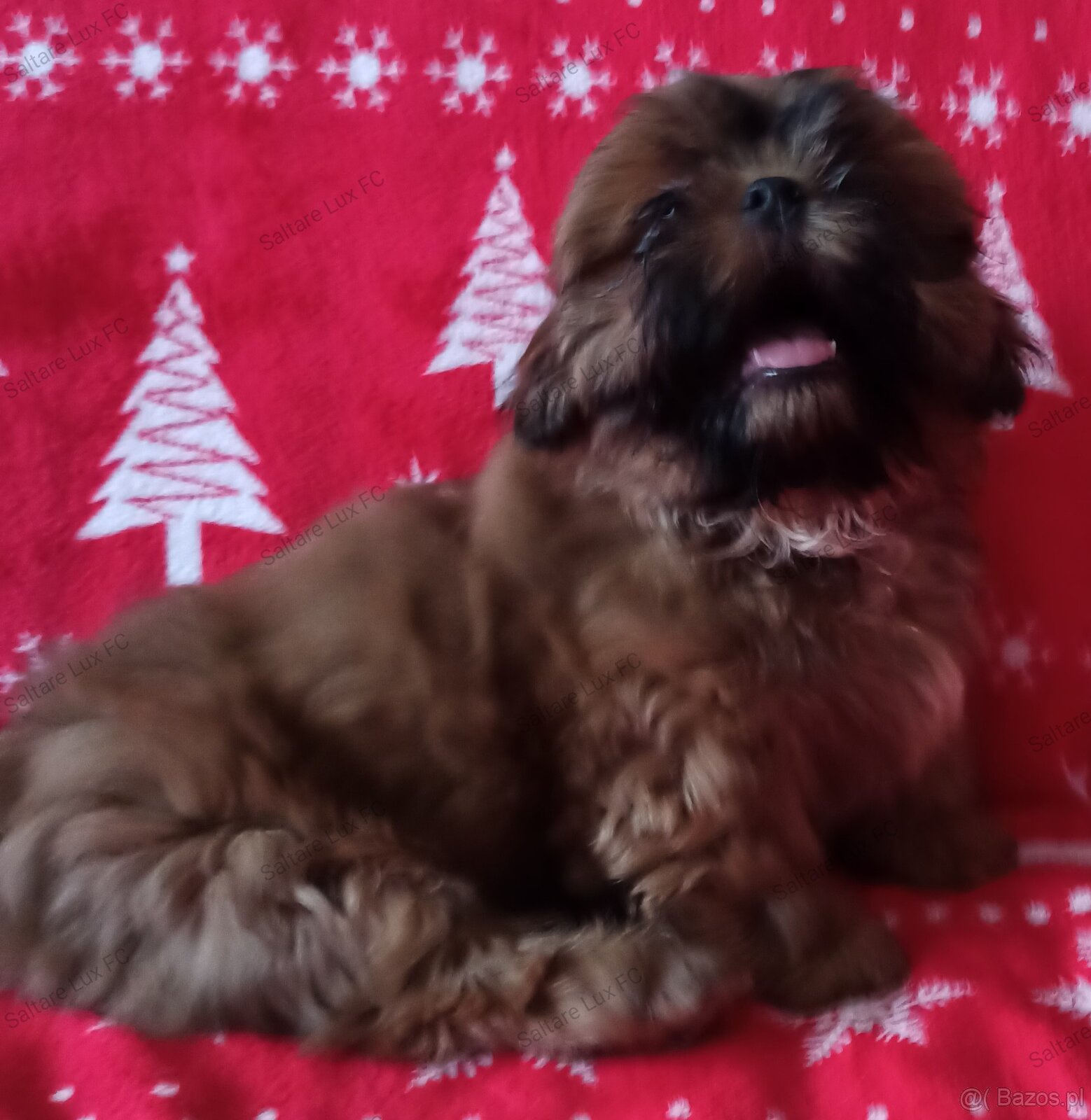 Shih Tzu szczeniaczek - 4