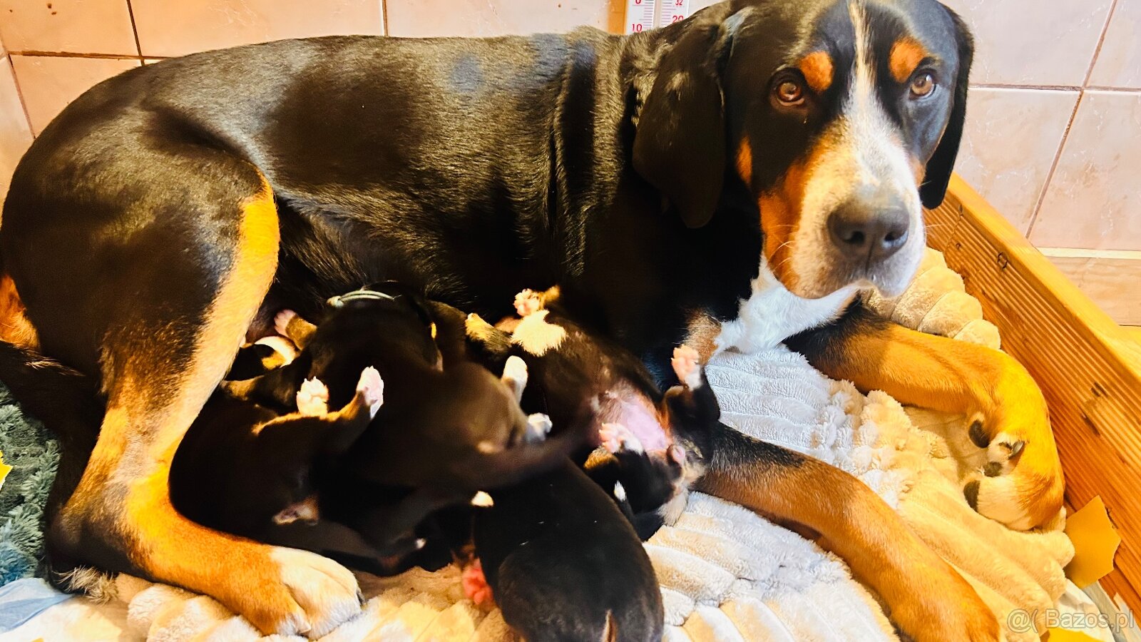 Duży szwajcarski pies pasterski – rezerwacja szczeniąt (FCI) - 4