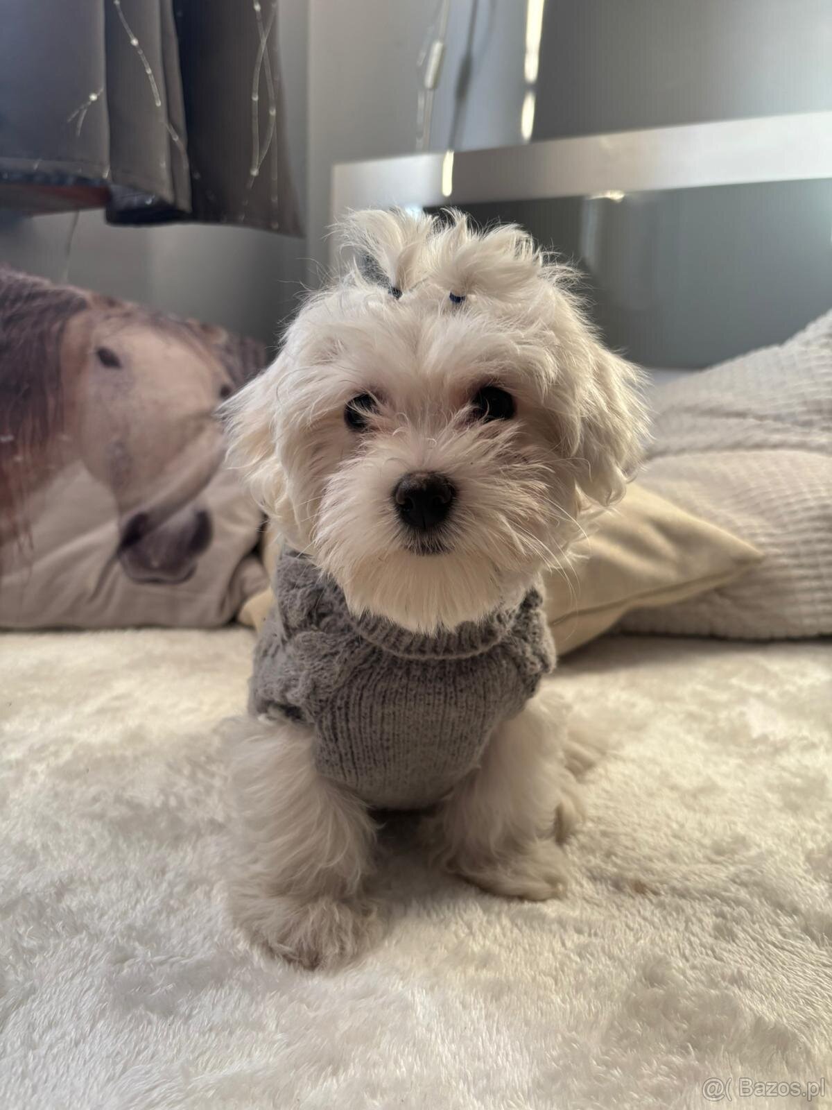 Szczeniaki maltańczyk - 4