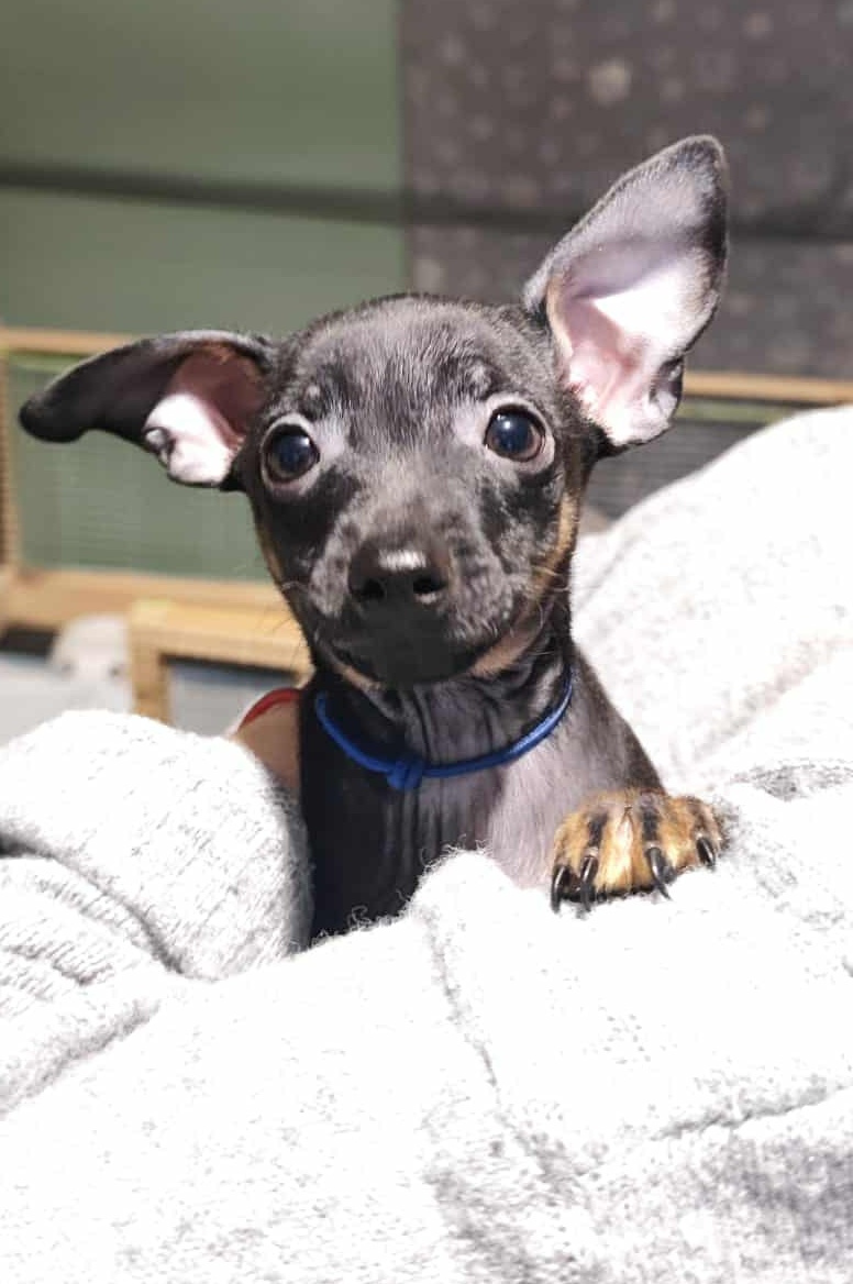 Pinczerki Pinczer Miniaturowy z Rodowodem CHIP Chłopaki Szuk - 4