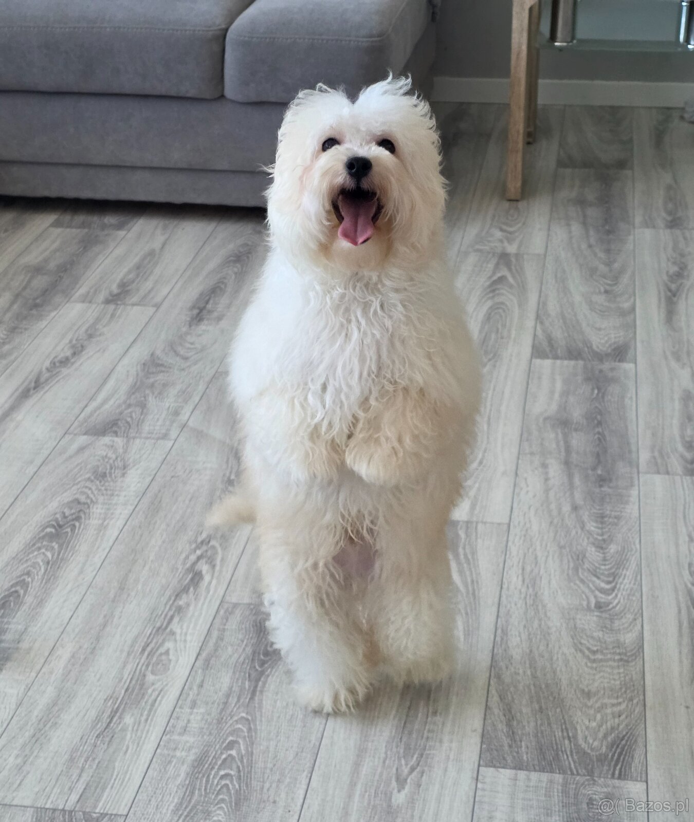 Maltipoo chłopiec - 4