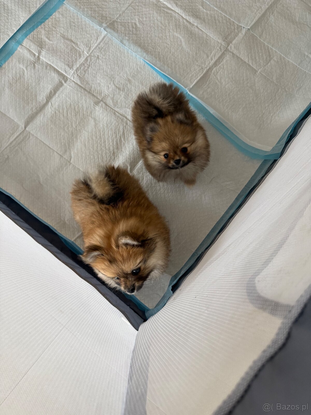 Pomeranianki miniaturka - 4