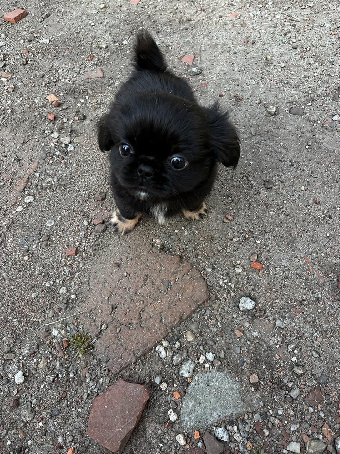 Suczka shihtzu z genem prapso - 4