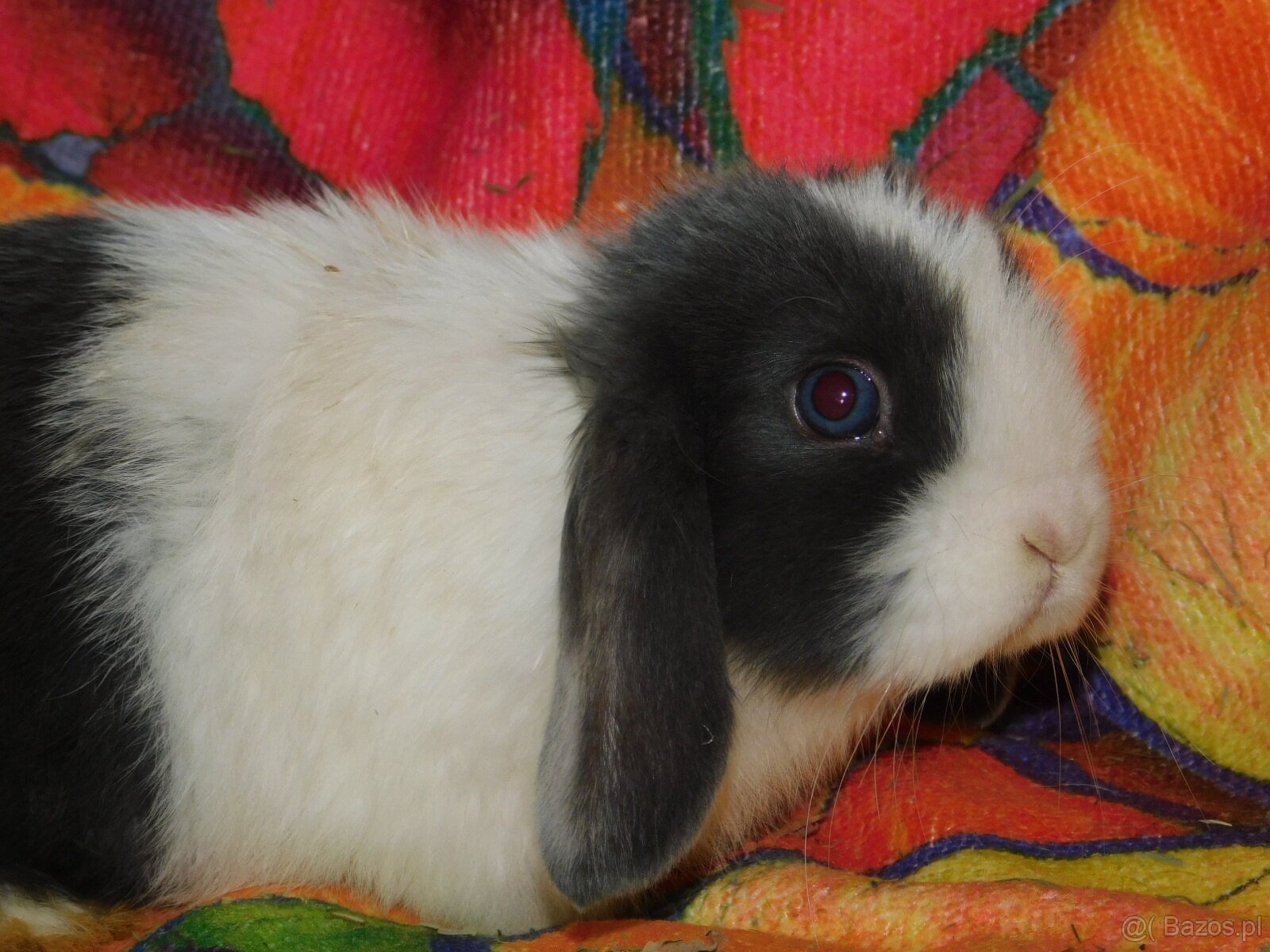 Baranki mini lop - 4