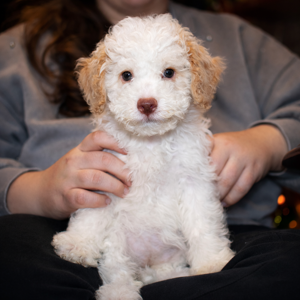 Lagotto Romagnolo z rodowodem – suczka - 4