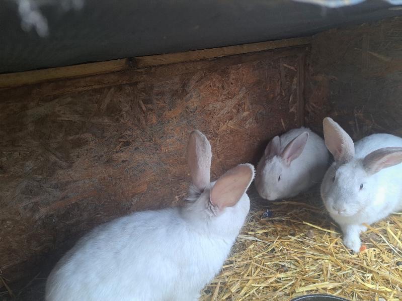 Króliki wraz z klatka - 4