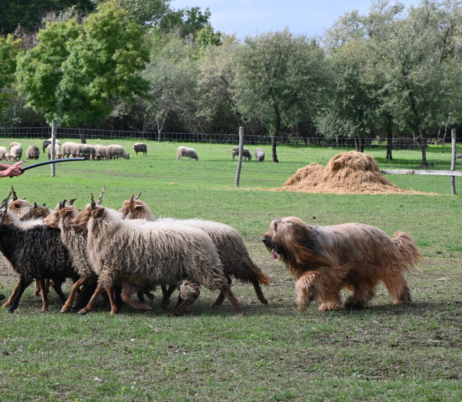 Briard plavý - šteniatka - 4