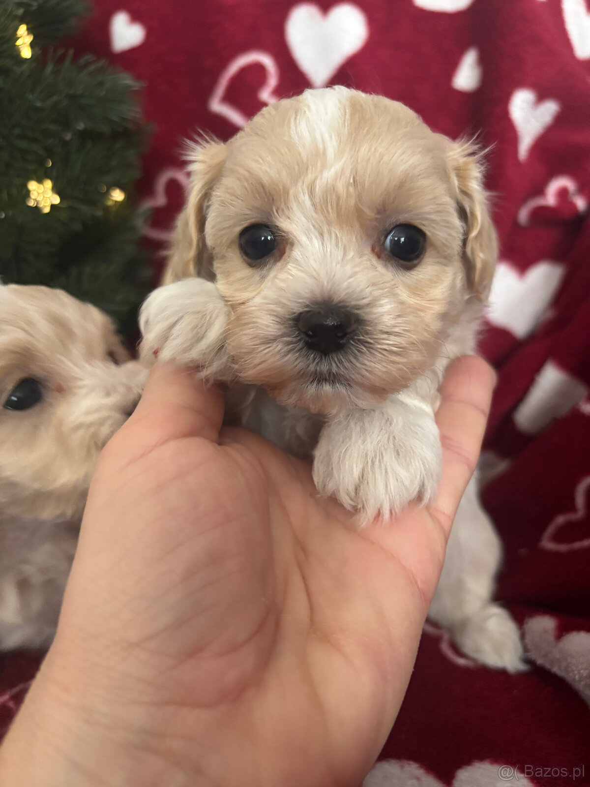 Maltipoo Sunia F1 - 4