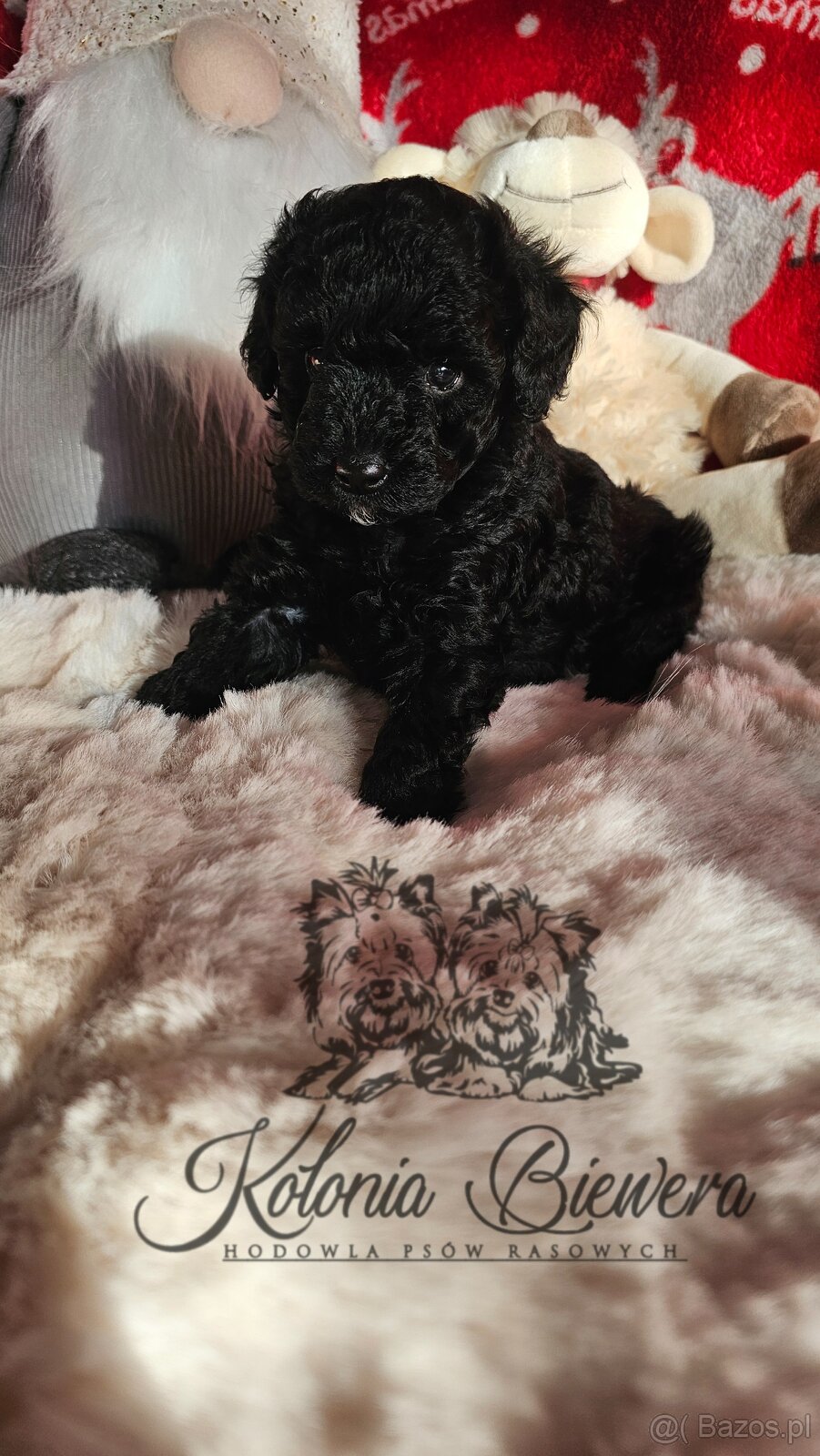 Pudel Toy/Miniaturowy czarny piesek Badania genetyczne Paszp - 4