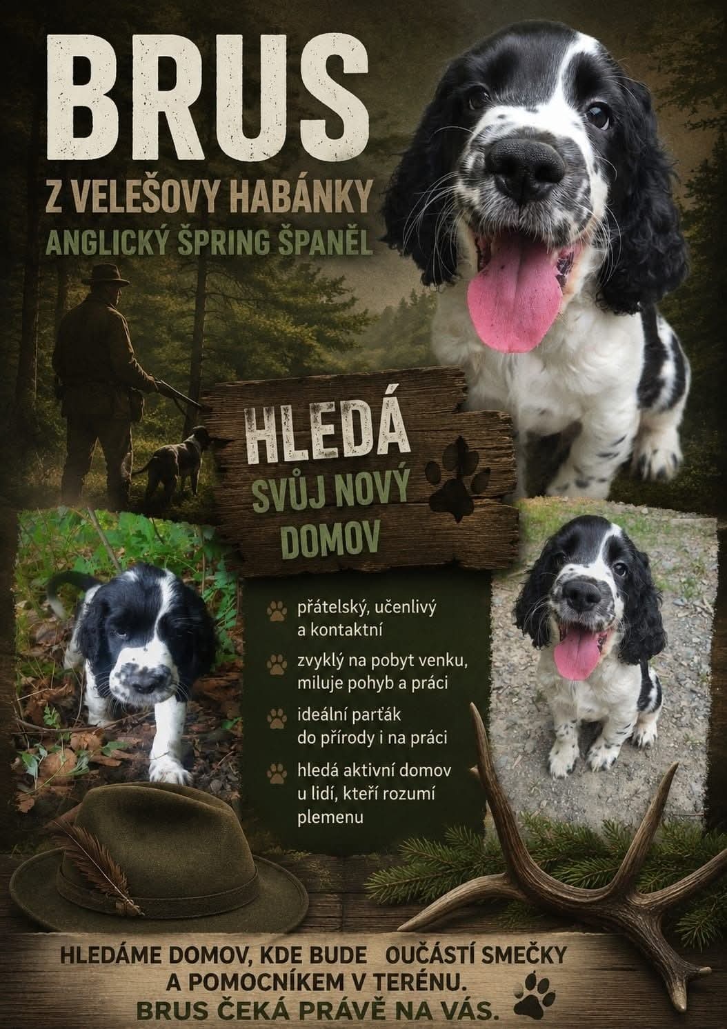 English Springer Spaniel - 4