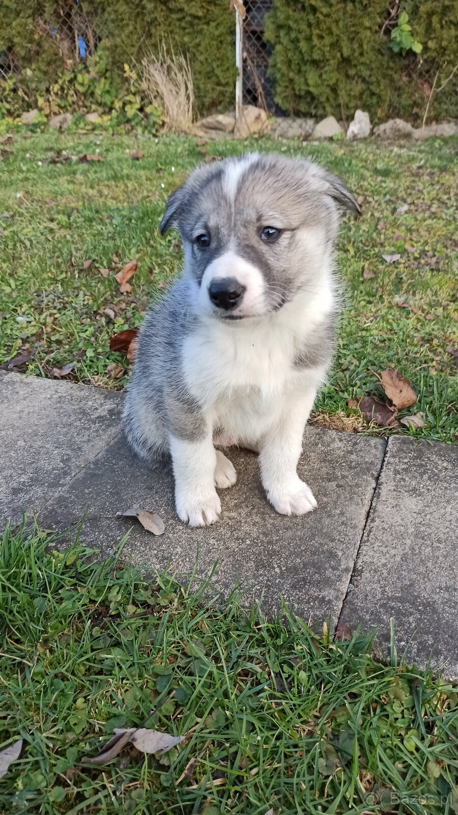 Łajka zachodniosyberyjska - 4