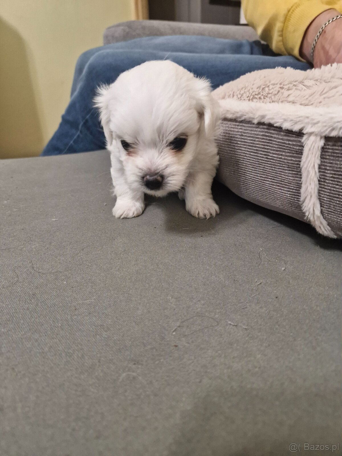 Maltańczyki szczeniaku - 4