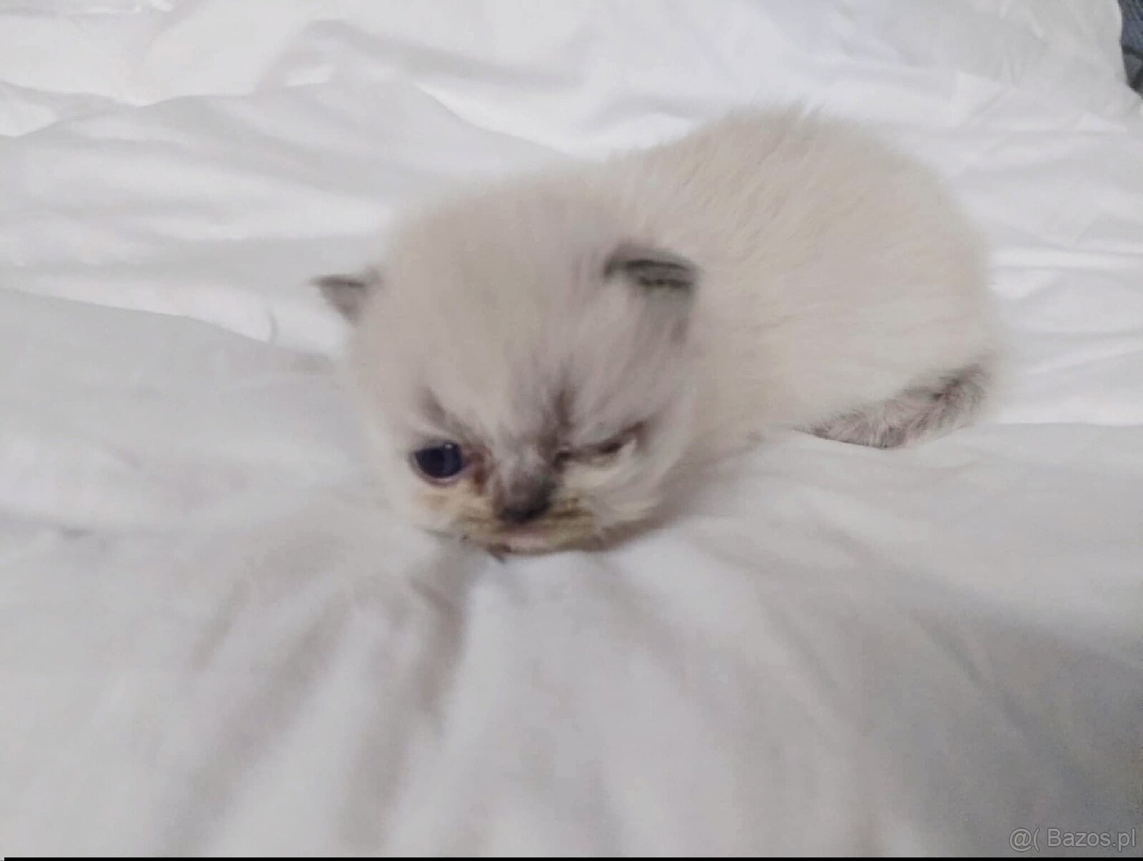 Kocięta długowłose – w typie Perski - 4