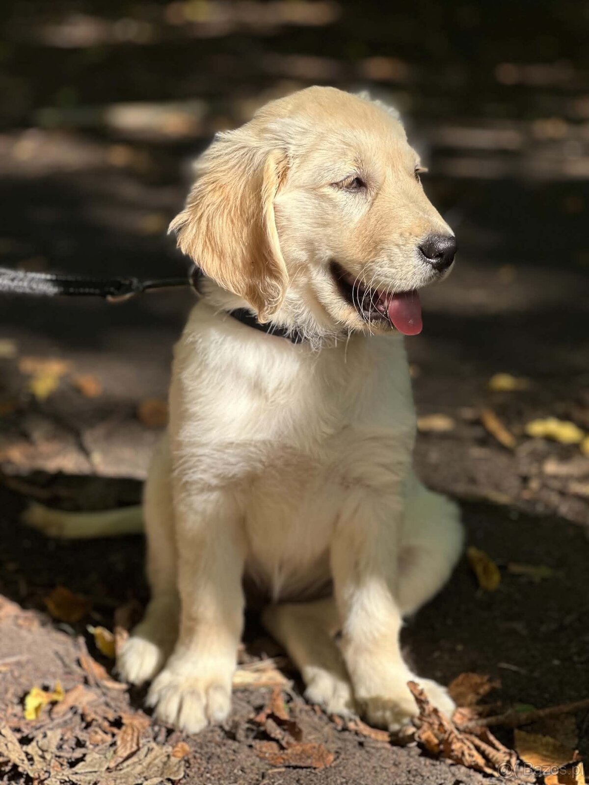 GOLDEN RETRIEVER szczeniak, bogata wyprawka - 4