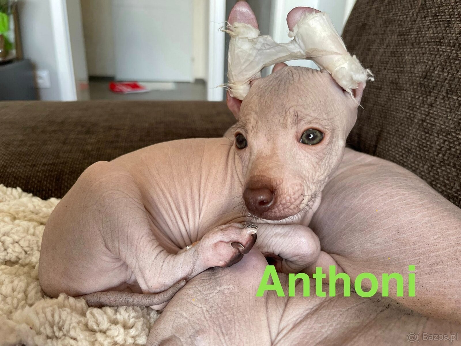 Peruwiański Pies bezwłosy - 4