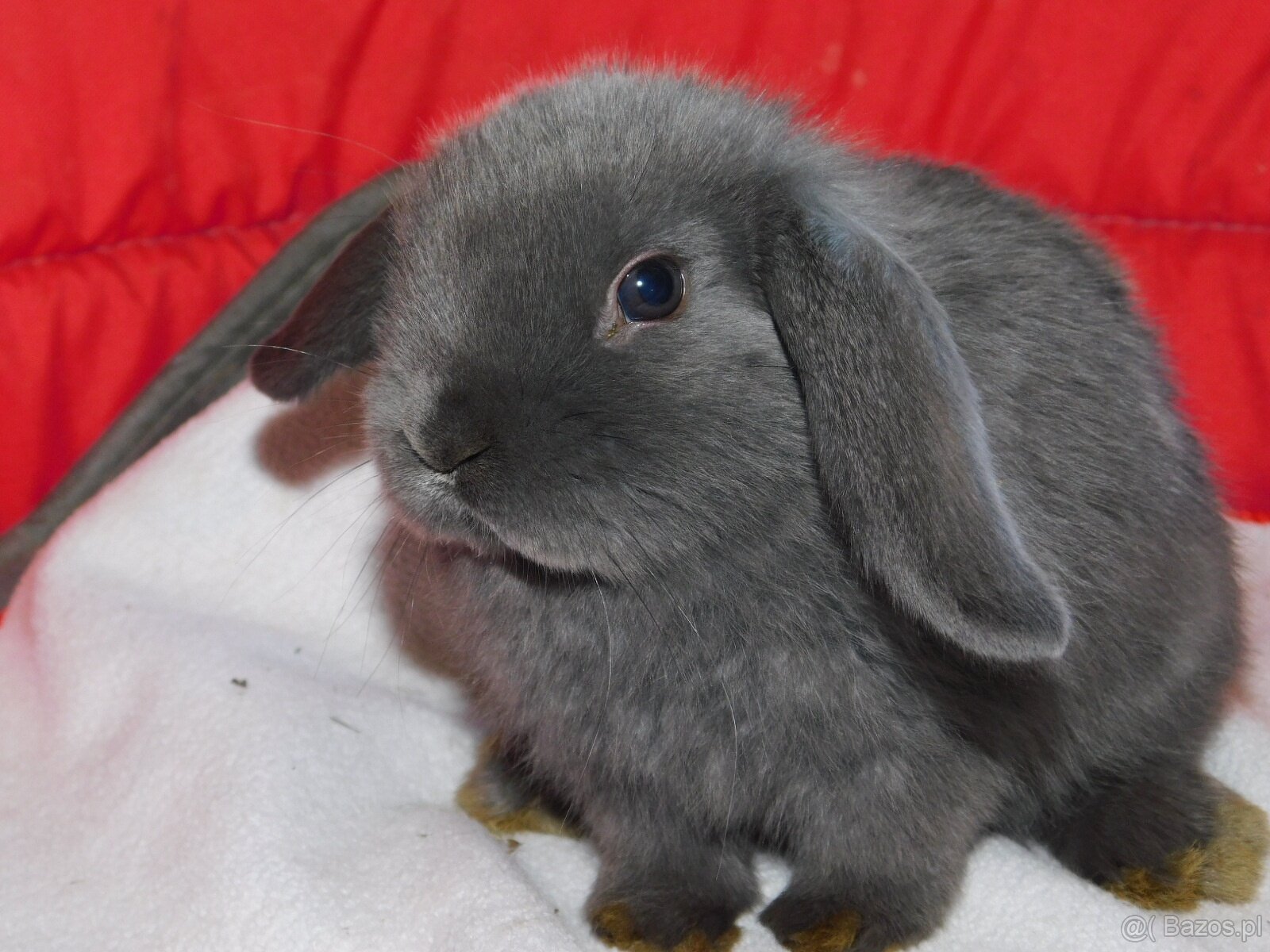 Piękne baranki mini lop niebieskie - 4